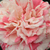 Czerwono - biały  - Róża wielkokwiatowa - Hybrid Tea - Philatelie